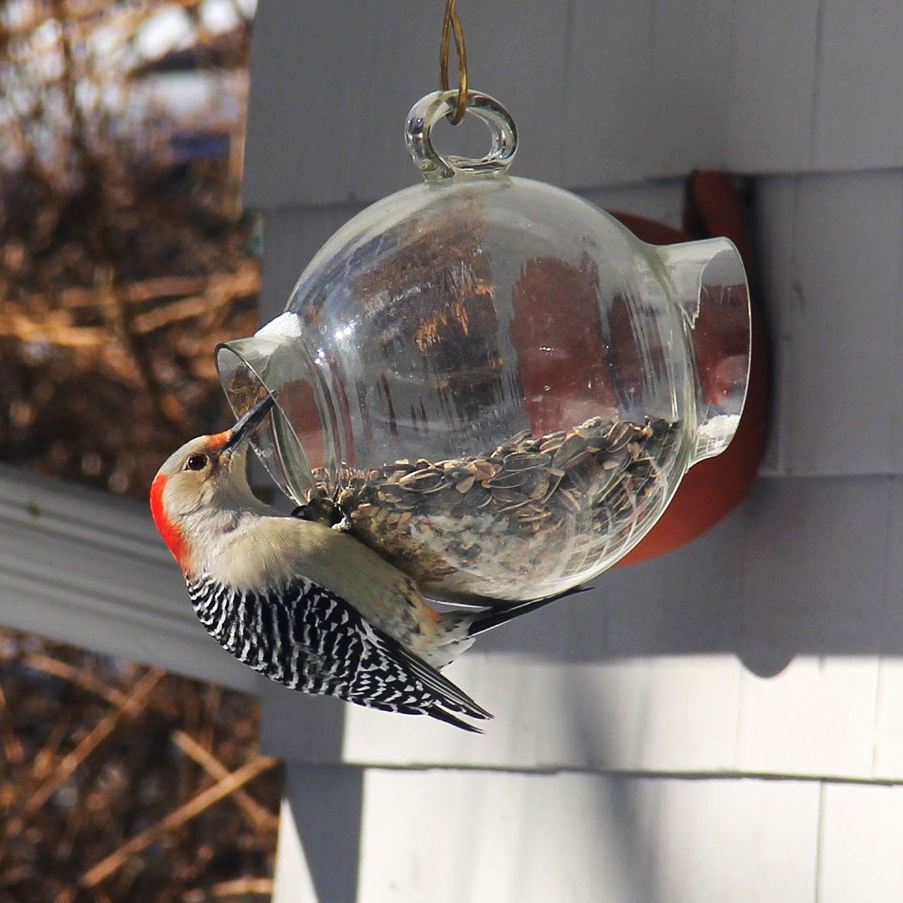 Comedero para pájaros de cristal soplado grande con ventana de visualización de 360 grados
