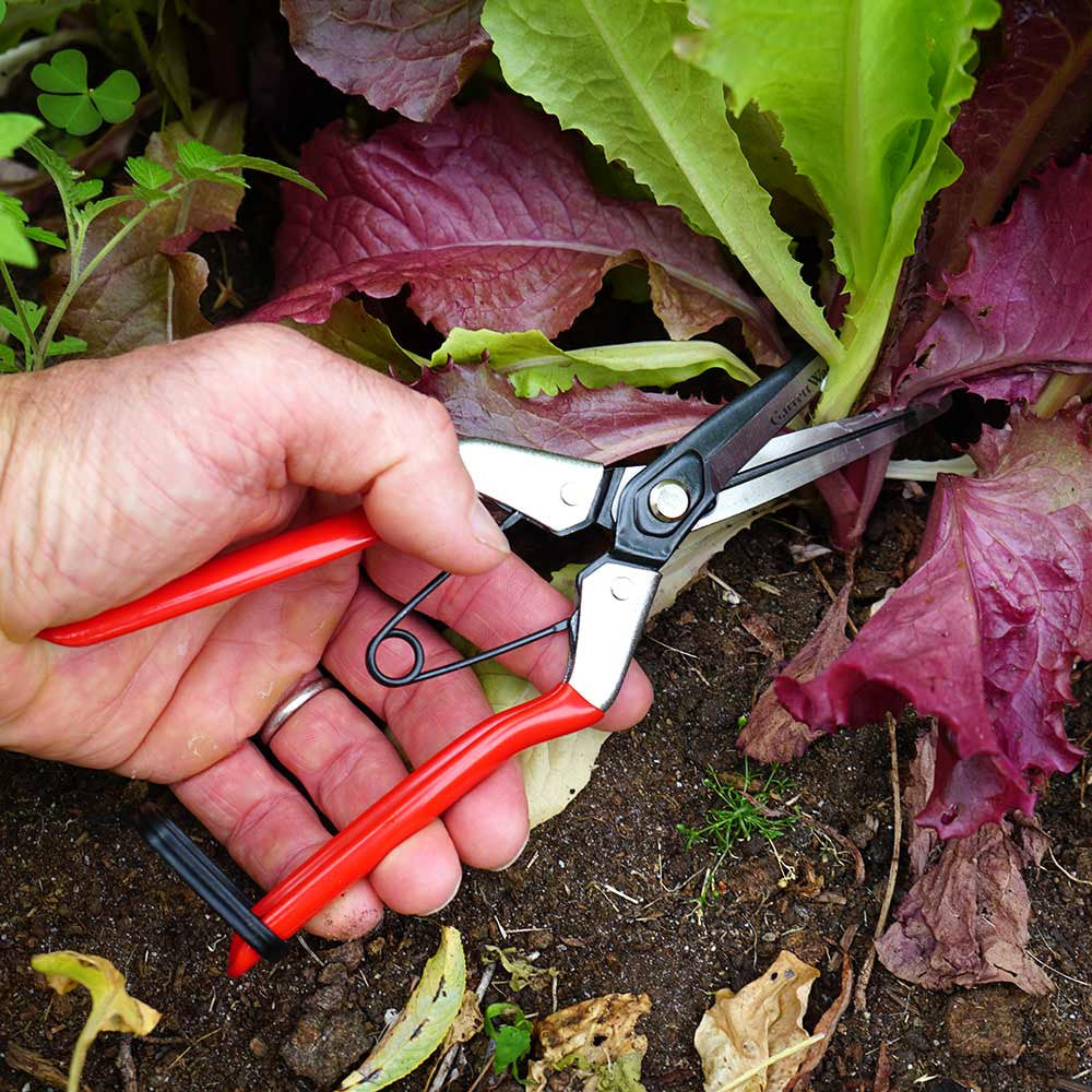 Tijeras de podar de derivación de acero forjado con tijeras de fruta, color verde clásico