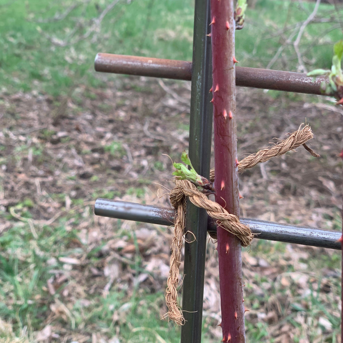 Panel de espaldera de acero para plantas trepadoras, judías, tomates