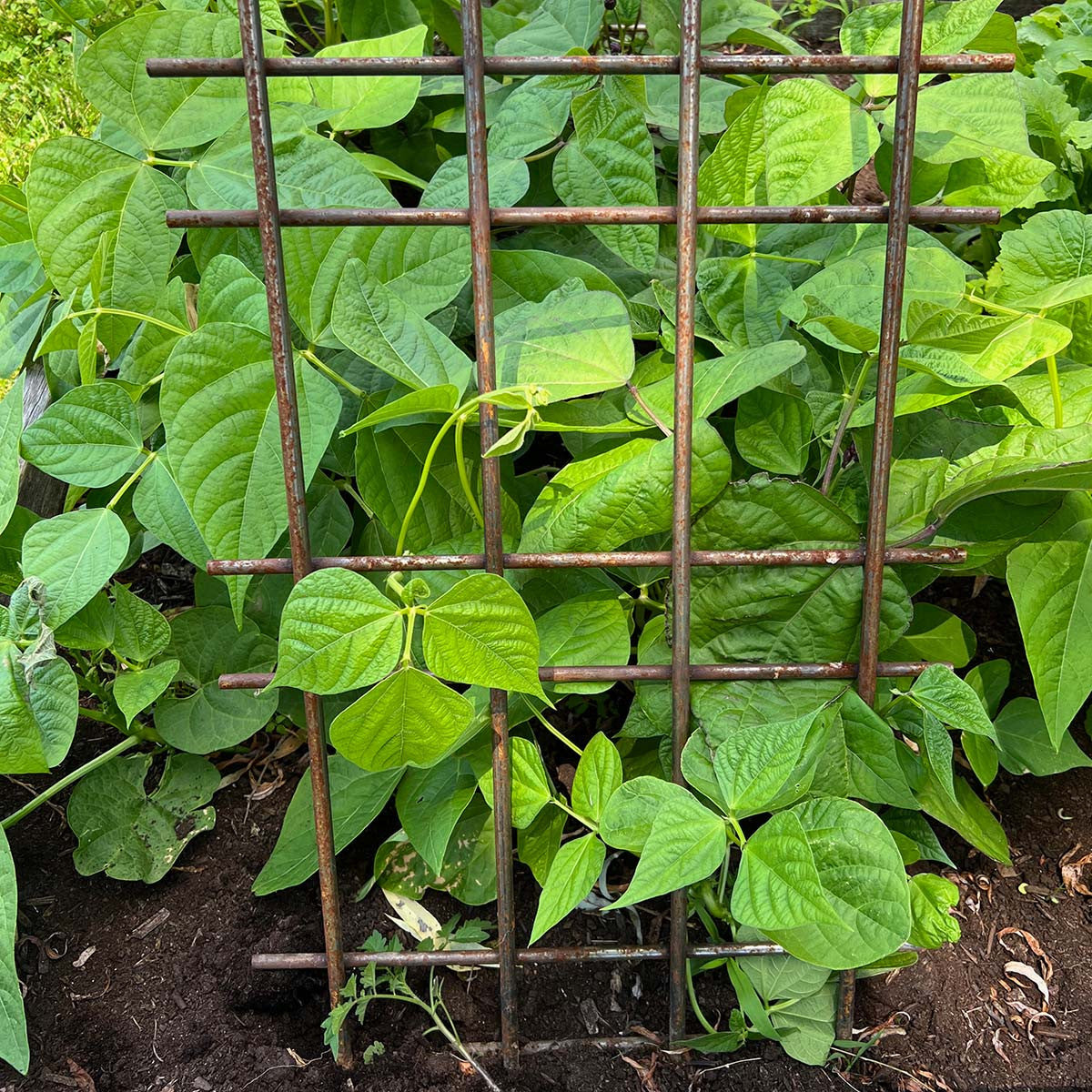 Panel de espaldera de acero para plantas trepadoras, judías, tomates