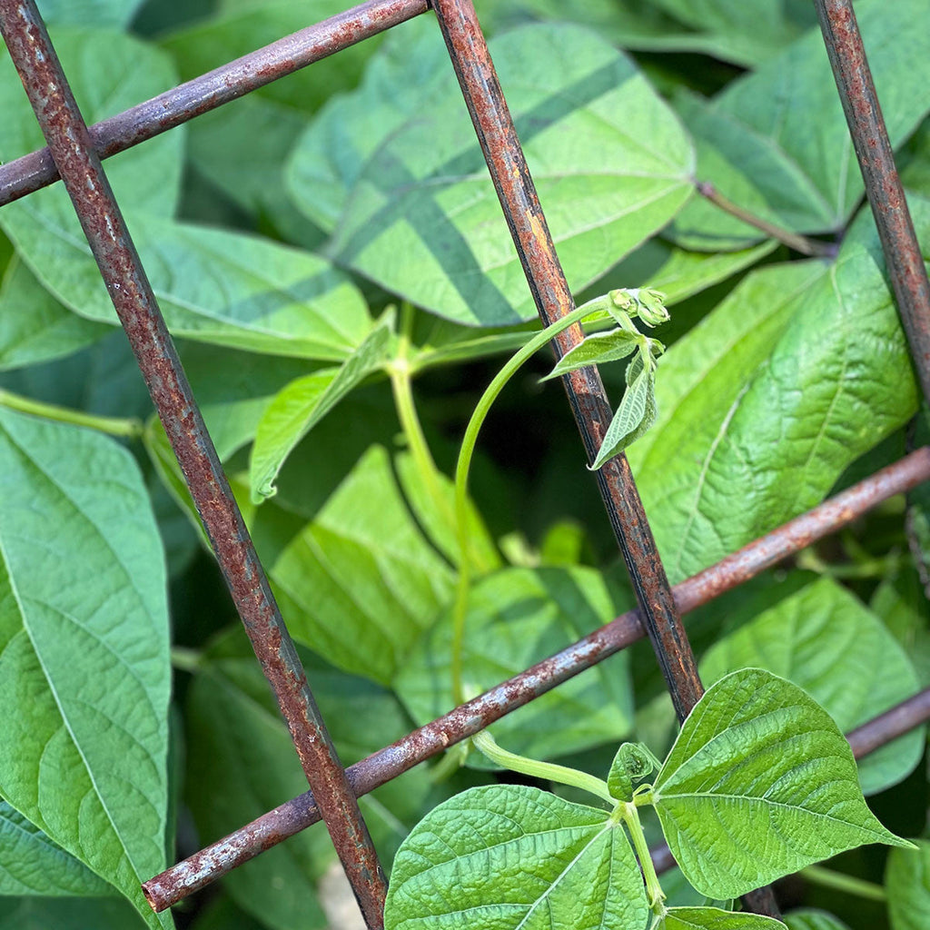 Panel de espaldera de acero para plantas trepadoras, judías, tomates