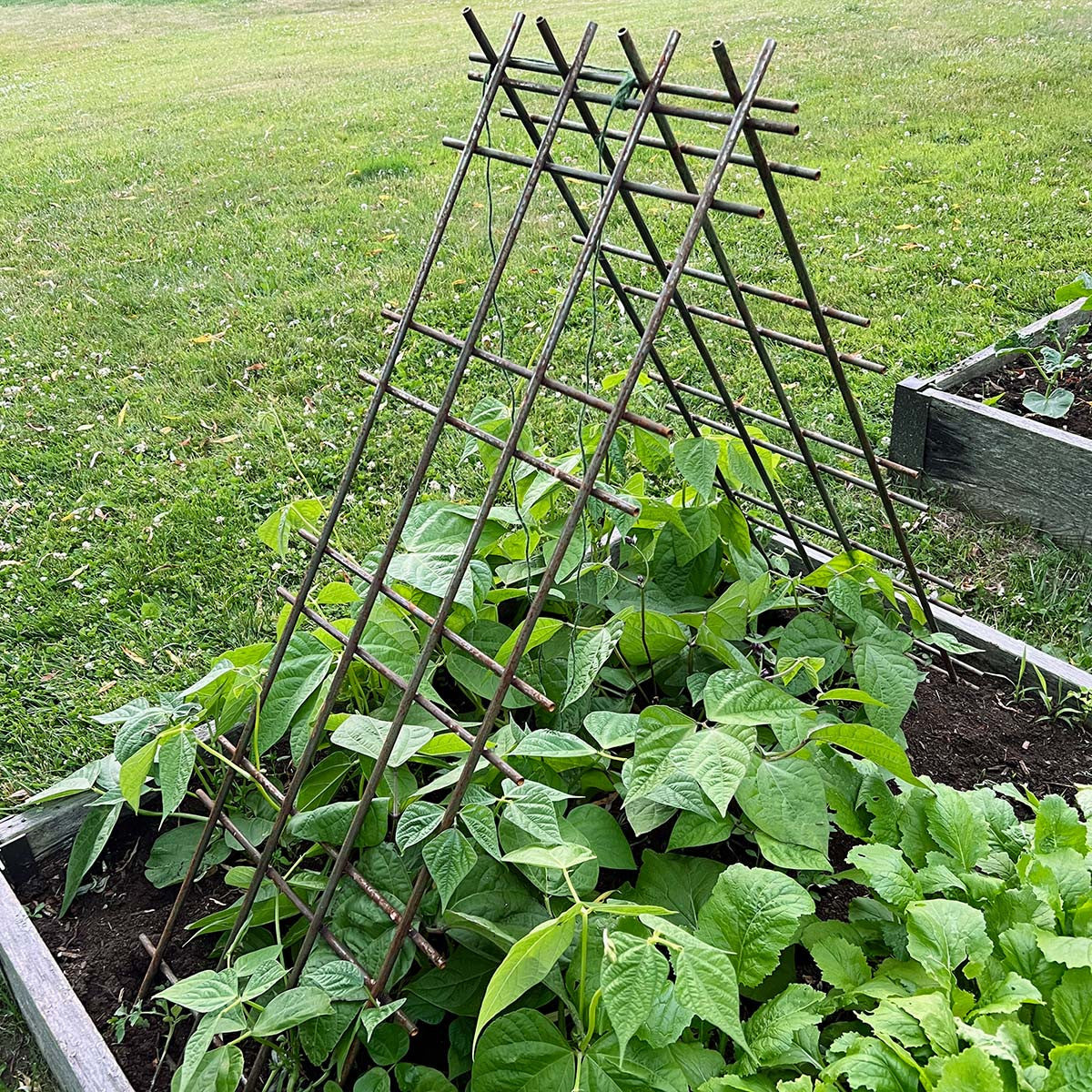 Panel de espaldera de acero para plantas trepadoras, judías, tomates