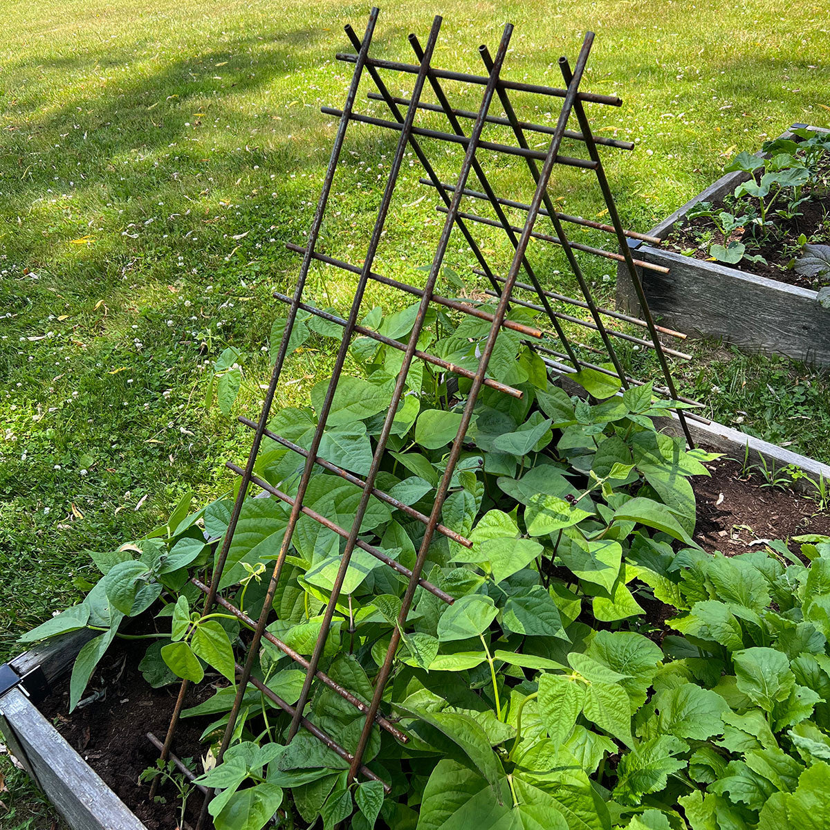 Panel de espaldera de acero para plantas trepadoras, judías, tomates