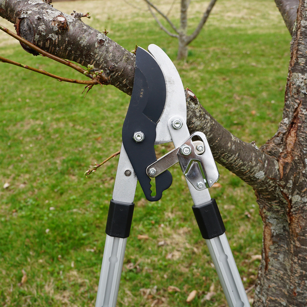 Tijeras de poda de derivación de servicio pesado con mangos telescópicos y mecanismo de trinquete